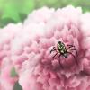 (G) Orb weaver spider on a pink peony.